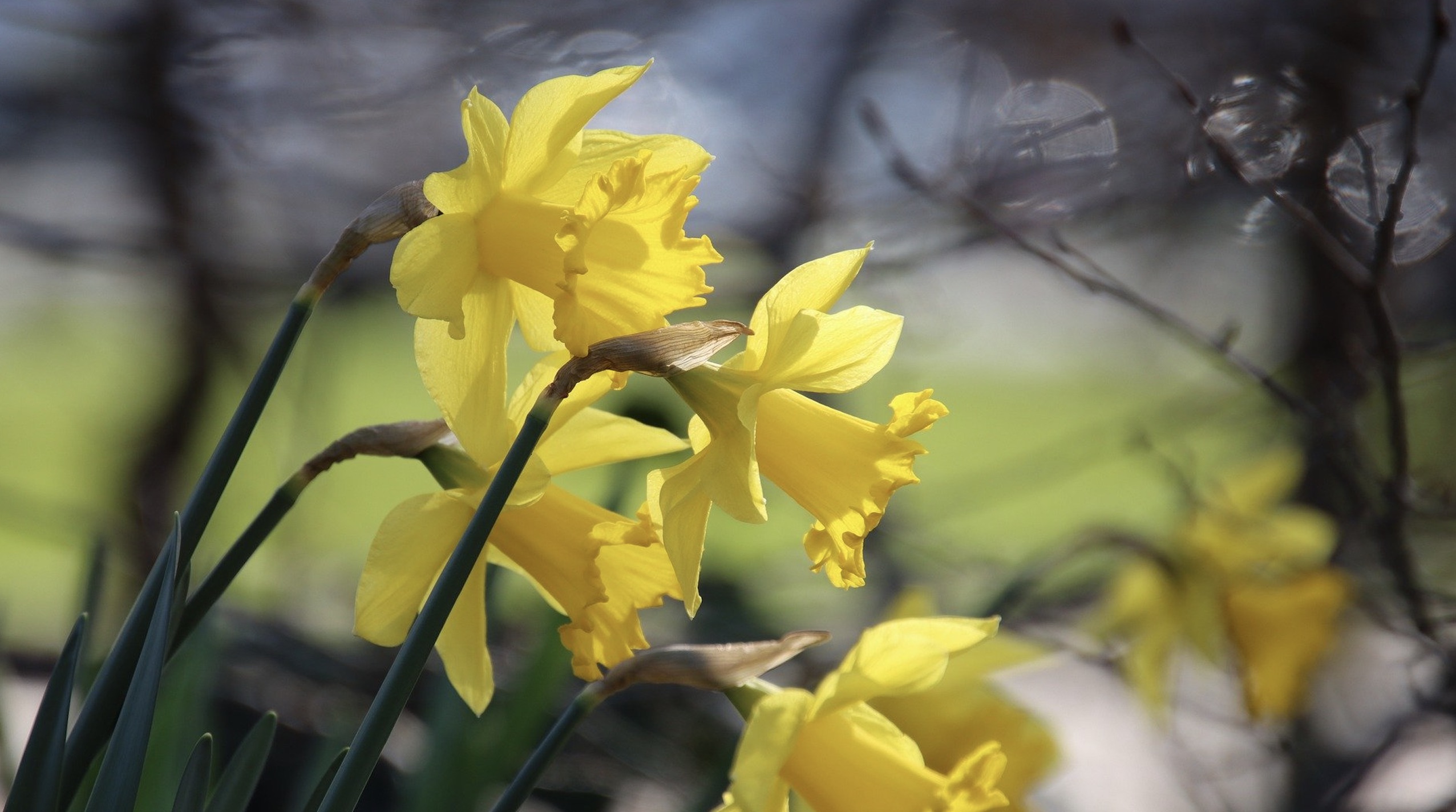 Les jonquilles reviennent : les règles pour la cueillette en BW