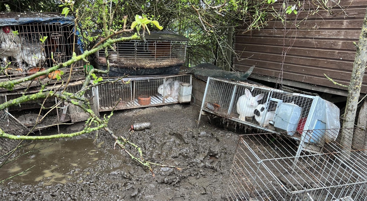 Une centaine d'animaux maltraités saisis à Rebecq