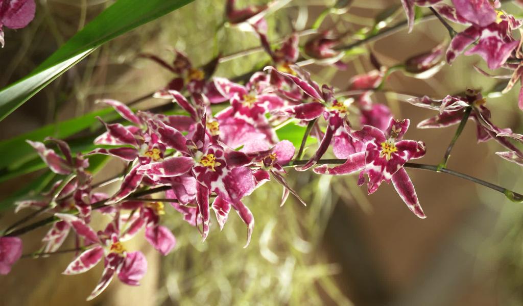 Les orchidées s'exposent au Moulin Banal