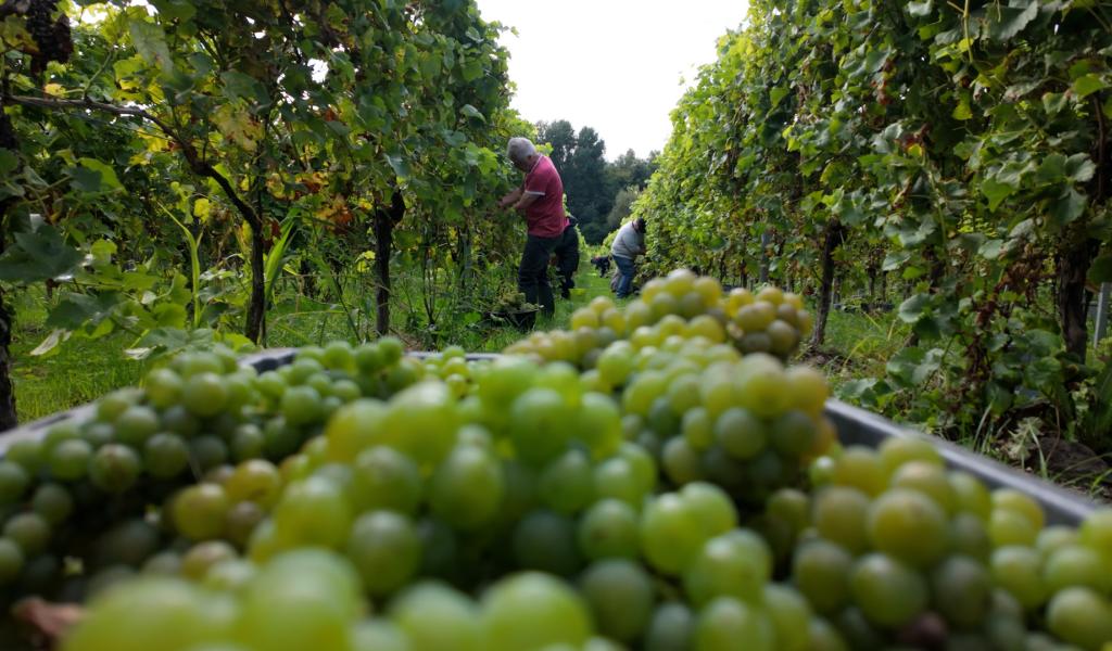 Vendange au Domaine du Chapitre à Baulers