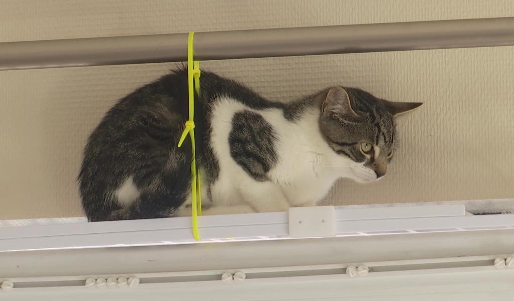 Que faire si vous trouvez un animal perdu à Nivelles ?