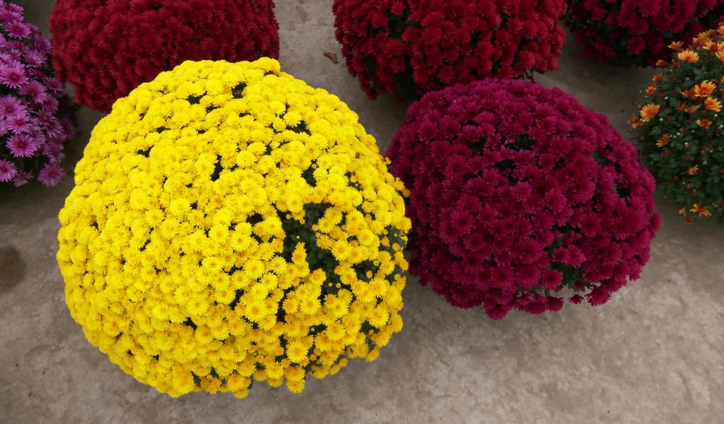 Pourquoi les Chrisanthèmes ornent-ils nos cimetières en cette période de Toussaint ?