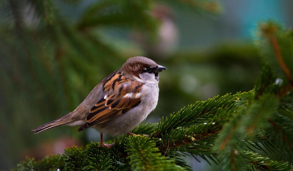 Les moineaux disparaissent : à Lasne, on leur redonne un toit