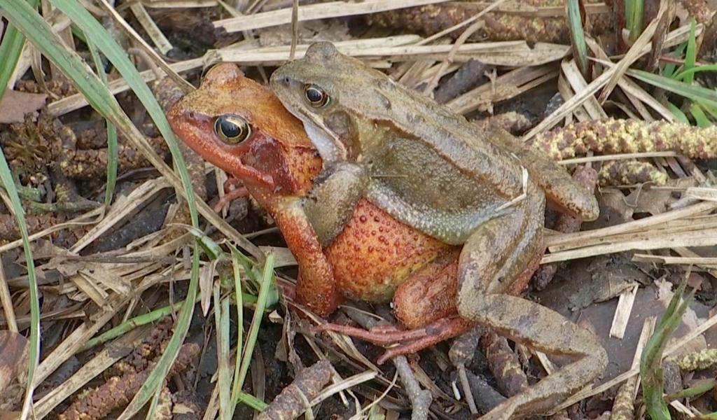 Sentiers interdits au Bois de Lauzelle : les grenouilles ont réservé le passage