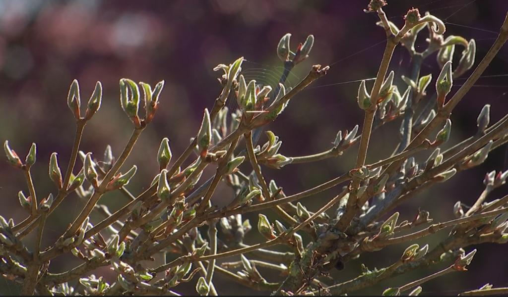 Les gestes clés pour démarrer le printemps au jardin