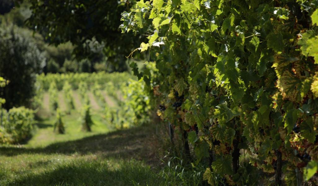 2025 : une année record pour la production de vin dans le Brabant wallon