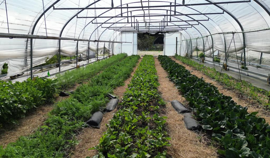 Filons Vert entame sa cinquième saison et cherche à atteindre son équilibre