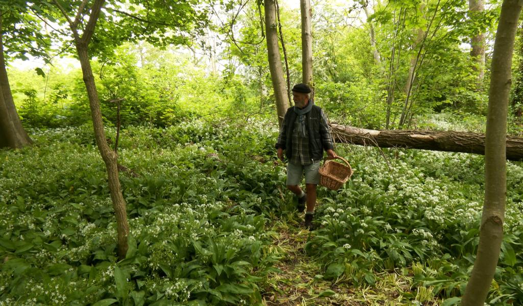 L'ail des ours, de la cueillette à l'assiette