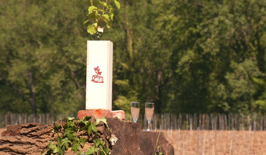 Entre Limal et Limelette, un nouveau vignoble sort de terre