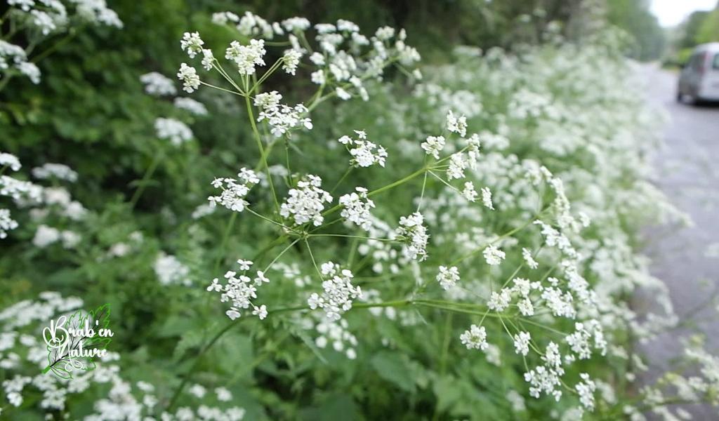 Brab' en nature #16 : le recensement des fleurs de bords de route
