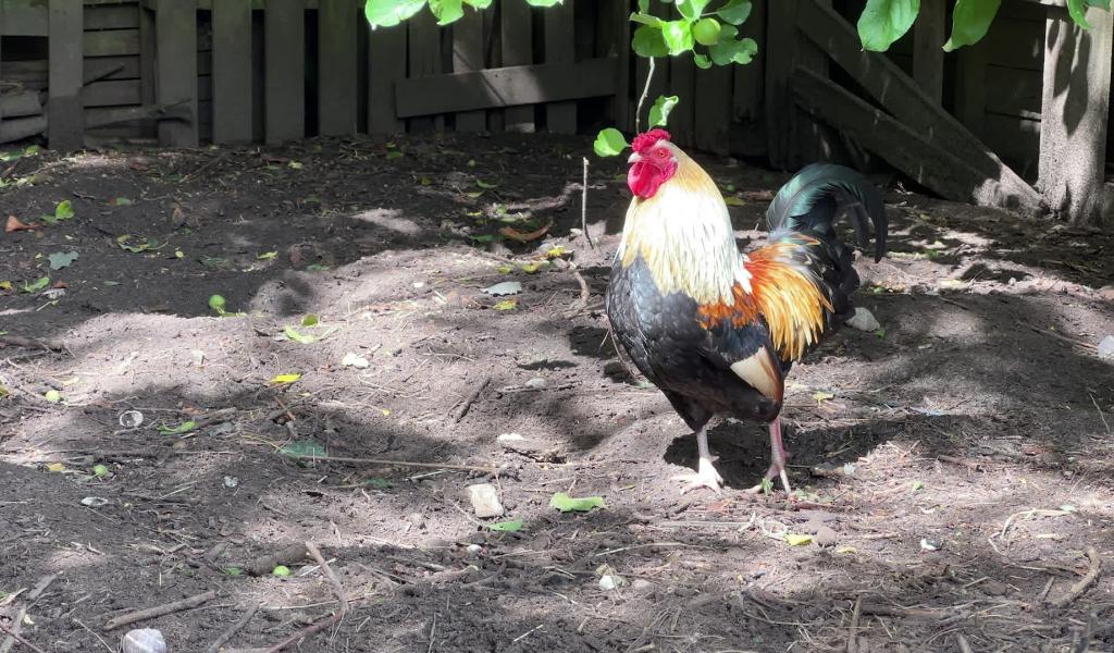 À Baisy-Thy, le coq Roberto au cœur d’un conflit de voisinage