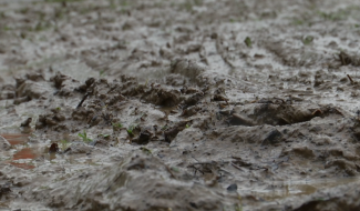 Senne et Dyle : les cours d'eau se stabilisent suite aux pluies