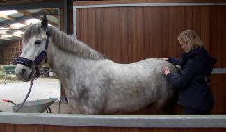 Focus sur Beauvechain : découverte du massage équin
