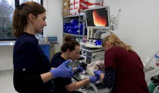 Caladrius, un centre vétérinaire dédié aux spécialistes à Wavre