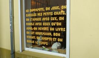 Chats à l'adoption au bar à chats "Chez Monsieur Moustache" à Wavre