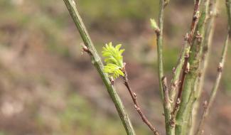 Wavre: plantation de 350 arbres sur l’espace vert de la salle Jules Collette