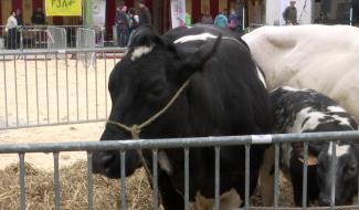 La ferme débarque en plein centre de Louvain-La-Neuve !