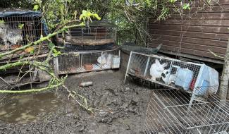 Une centaine d'animaux maltraités saisis à Rebecq