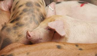 Le porc de Piétrain, grand absent du Marché de l'Ascension à Jodoigne