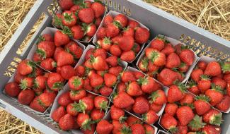 La production de fraises impactées par le réchauffement climatique