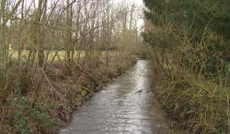 Trop de déchets verts polluent encore les cours d'eau