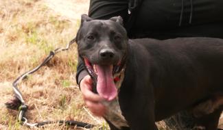 Chiens errants à Nivelles : vers une convention entre la Ville et Un Toit pour Eux ?