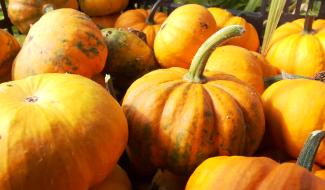 Ittre, capitale wallonne du potiron le temps d’un week-end