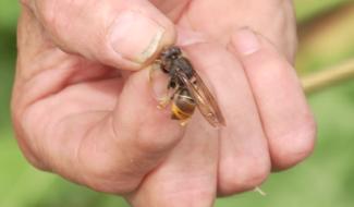 Frelons asiatiques : des apiculteurs de Beauvechain sont en guerre
