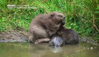 Brab' en nature #9 : à la découverte du castor