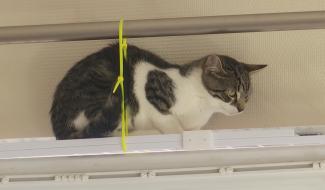 Que faire si vous trouvez un animal perdu à Nivelles ?