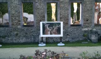 Expo : Michel d’Oultremont capture l’Harmonie entre nature et silence