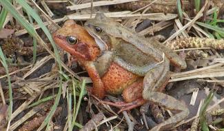 Sentiers interdits au Bois de Lauzelle : les grenouilles ont réservé le passage