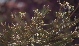 Les gestes clés pour démarrer le printemps au jardin