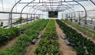 Filons Vert entame sa cinquième saison et cherche à atteindre son équilibre