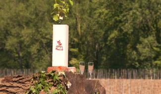 Entre Limal et Limelette, un nouveau vignoble sort de terre