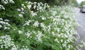 Brab' en nature #16 : les fleurs des bords des routes