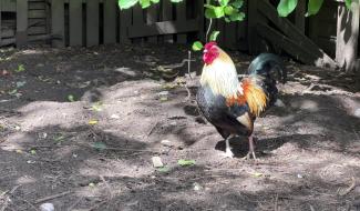 À Baisy-Thy, le coq Roberto au cœur d’un conflit de voisinage