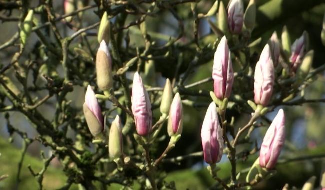 Les arbres fleurissent exceptionnellement tôt cette année