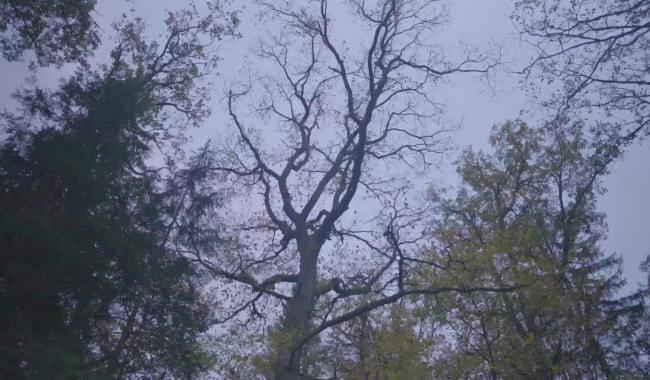La sagesse de nos arbres, le nouveau documentaire de Thierry Dory !