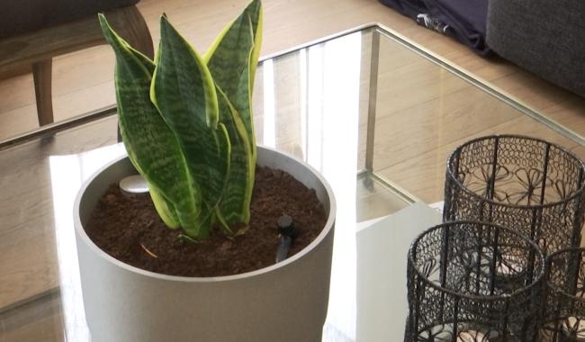 Un pot de fleurs innovant imaginé par des élèves de 5e secondaire