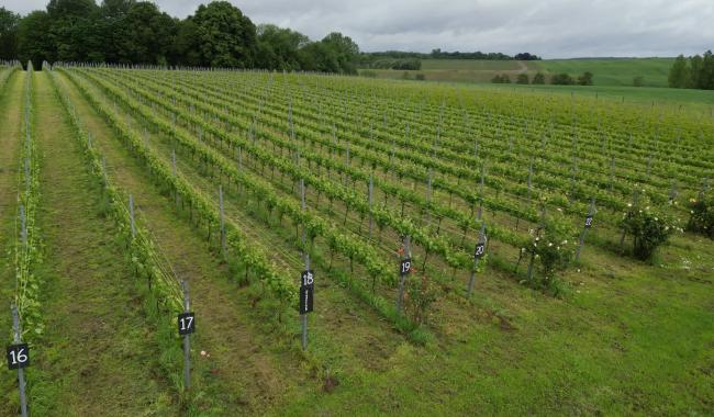 Météo capricieuse : les vignobles s'adaptent