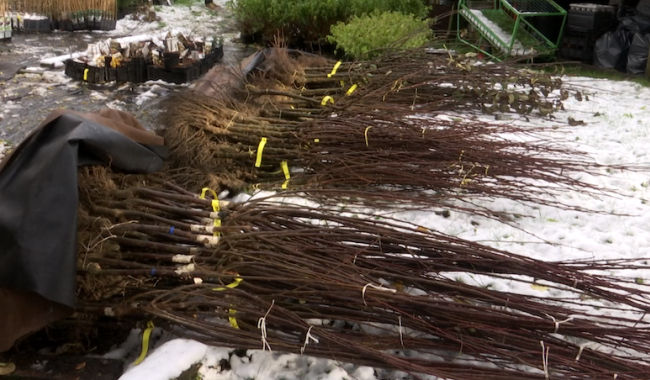 Wavre : 1000 plants distribués gratuitement pour la Semaine de l'Arbre