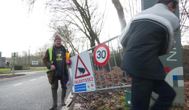 Opération sauvetage des batraciens à Nivelles