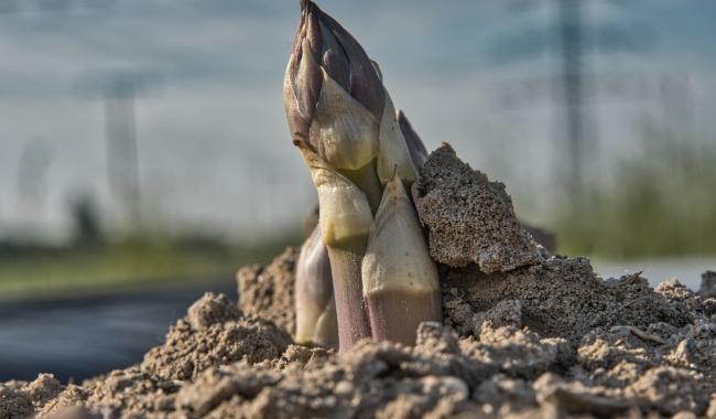 Top départ pour la récolte des asperges... avec un peu d'avance !