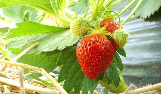 C'est la saison des fraises en BW !