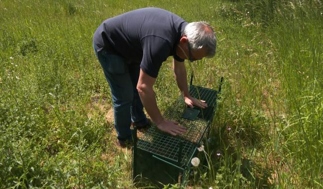 La commune de Beauvechain poursuit sa lutte contre les chats errants !