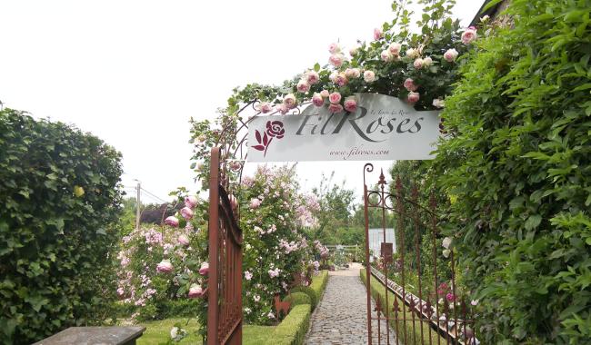 La rose belge à l'honneur aux portes ouvertes au Fil des Roses à Glimes
