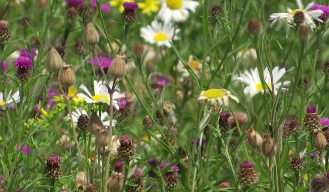 Petits gestes, plus de Biodiversité à Genappe