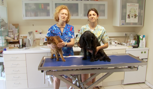 Chaleur : vos animaux aussi souffrent, voici comment les aider