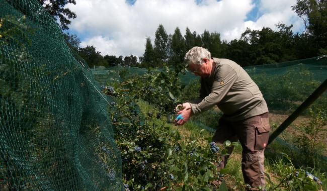 Francis Devos est le seul producteur de myrtilles bio en Brabant wallon